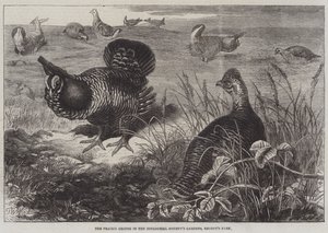 De prairiehoen in de dierentuin van de Zoological Society, Regent